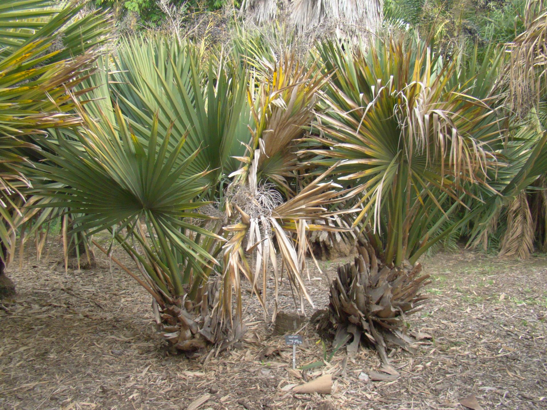 Sabal Minor. How big do they get? - COLD HARDY PALMS - PalmTalk