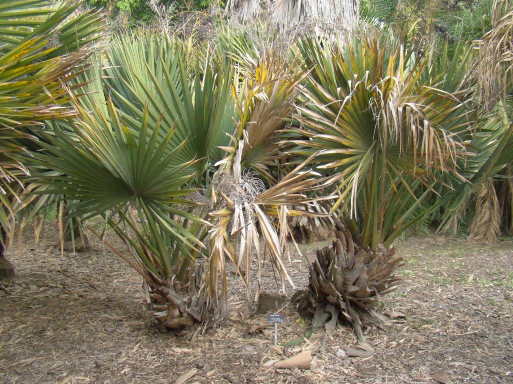 Sabal Minor. How big do they get? - COLD HARDY PALMS - PalmTalk