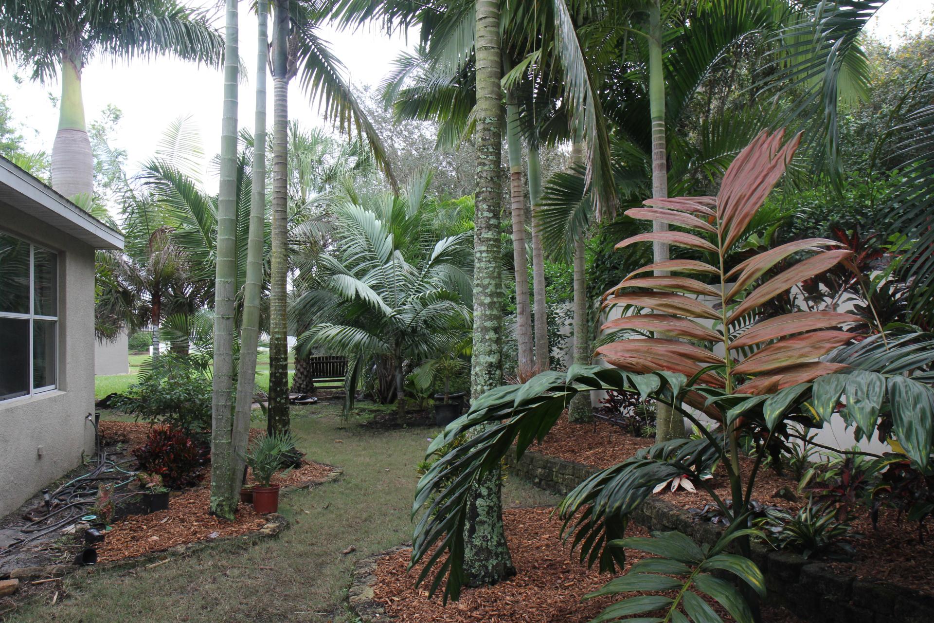 self shedding palms, less work - DISCUSSING PALM TREES WORLDWIDE - PalmTalk 