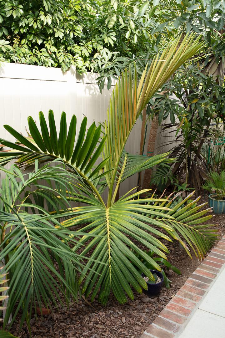 Chambeyronia sp 'Houailou' New Red Leaf - DISCUSSING PALM TREES ...