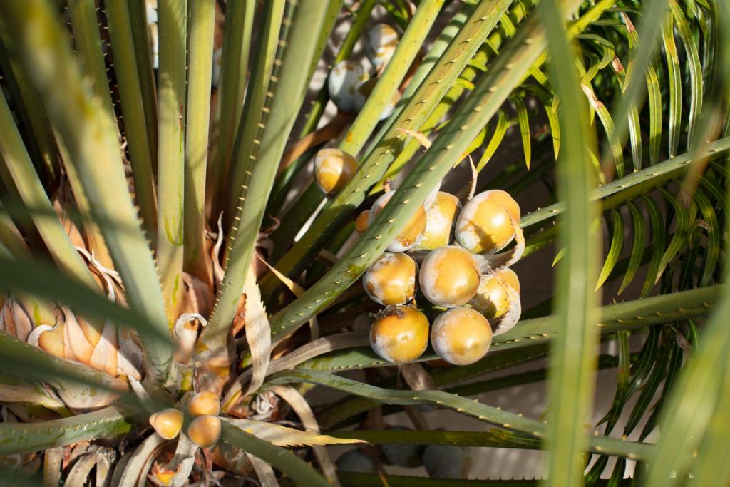 Cycas thouarsii when to harvest seeds - TROPICAL LOOKING PLANTS - Other ...