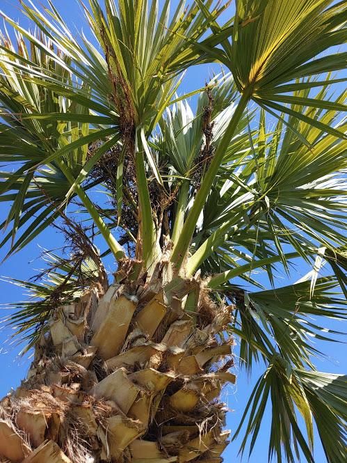 Sabal ID Phoenix - DISCUSSING PALM TREES WORLDWIDE - PalmTalk