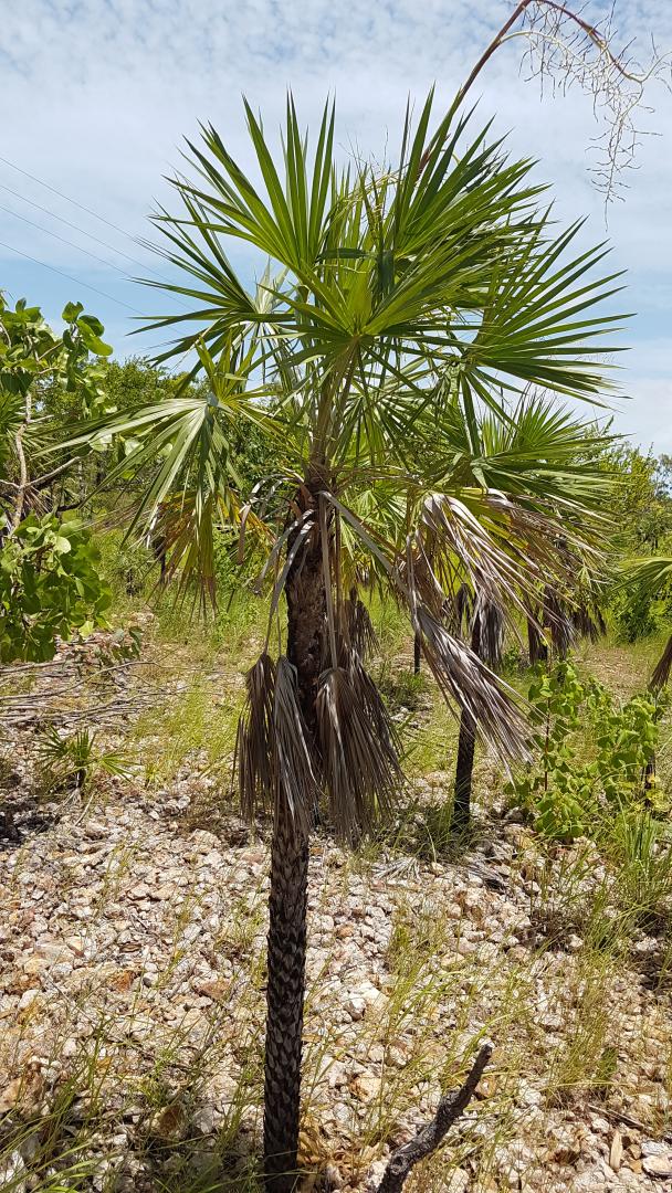 Let’s Share Rarest/Choicest/Expensive Palms for collectors ...