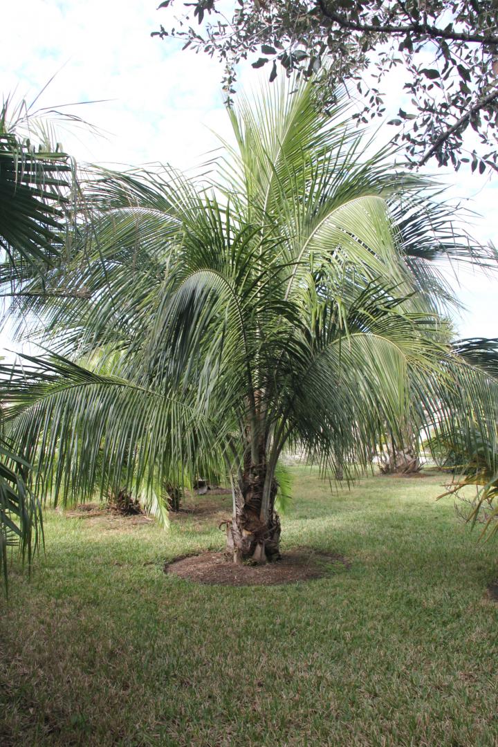 Beccariophoenix Alfredii speed of growth after establishing roots ...