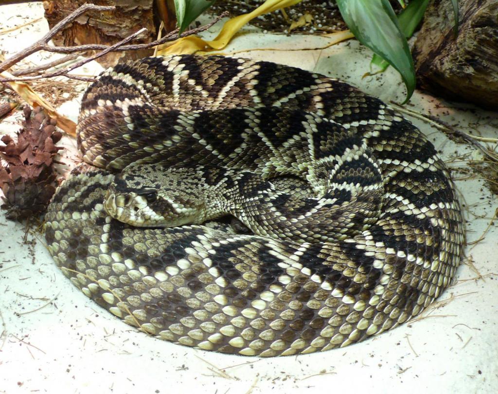 Crotalus_adamanteus_(5).jpg