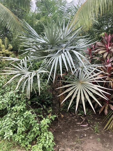 Coccothrinax macroglossa azul - DISCUSSING PALM TREES WORLDWIDE - PalmTalk