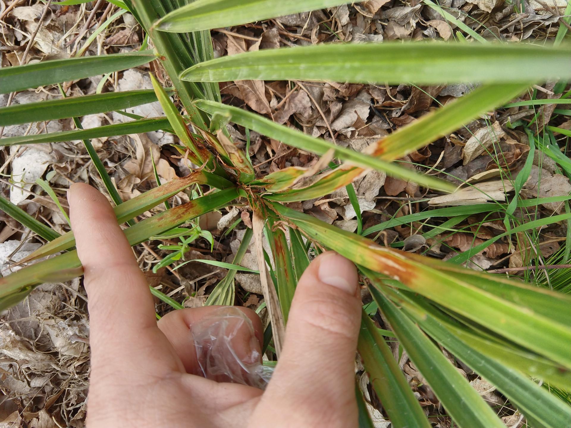 Fungal disease? - DISCUSSING PALM TREES WORLDWIDE - PalmTalk 