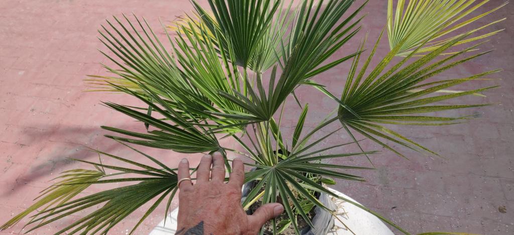 PalmFull.jpg.8344a962ac6377ab497e99623e47dd8e.jpg