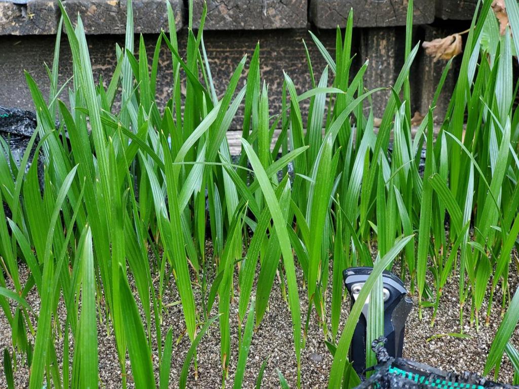 Mule palm seedlings 1.jpg