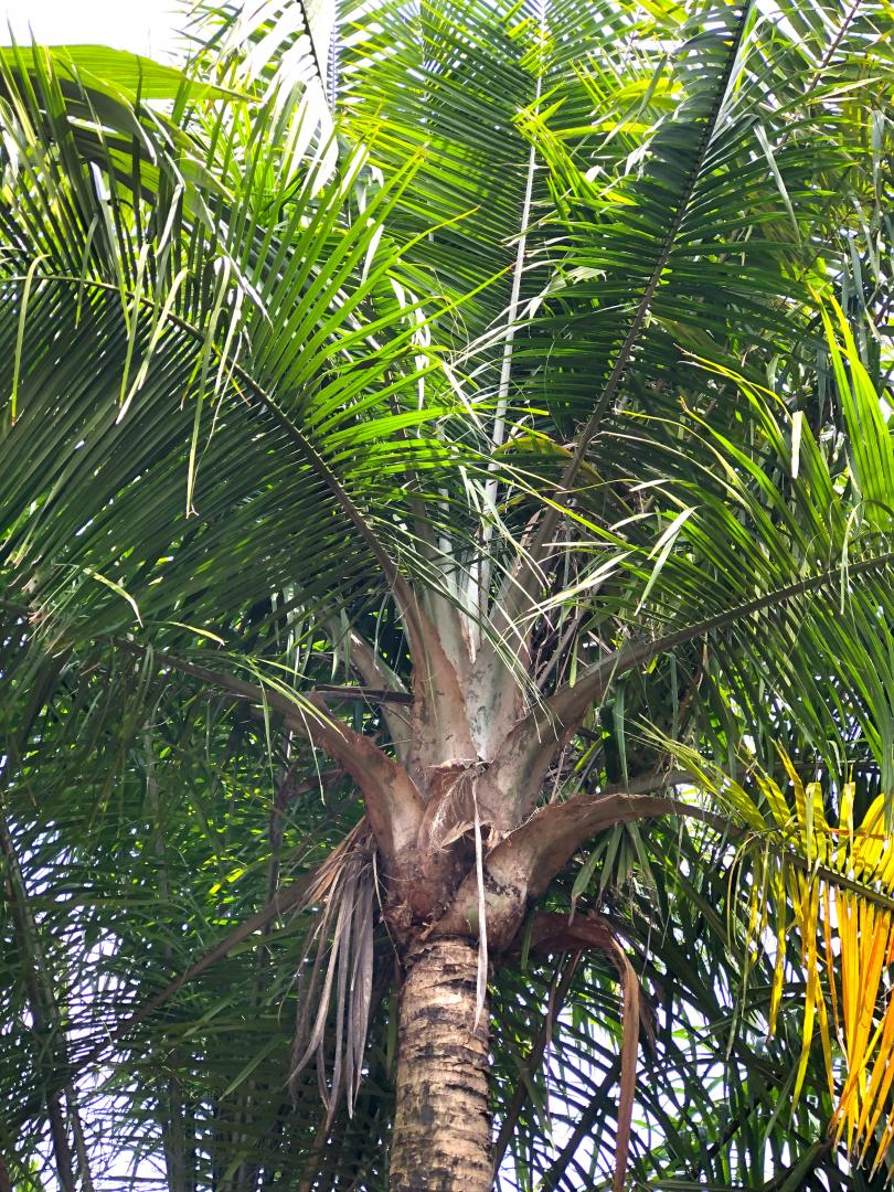 Very tall and fruiting Ravenea rivularis in Port Orange FL - DISCUSSING ...