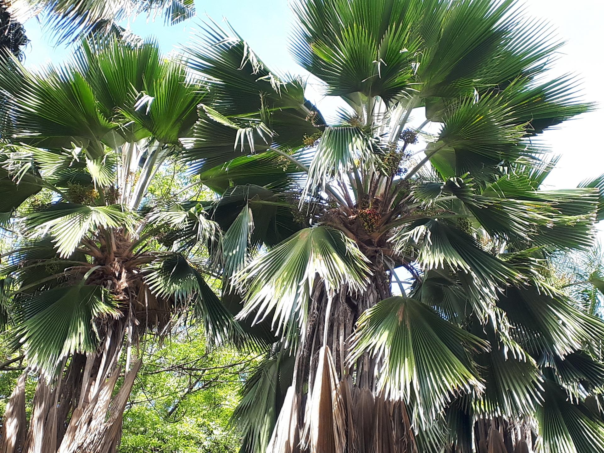 PALM IDENTIFICATION - DISCUSSING PALM TREES WORLDWIDE - PalmTalk