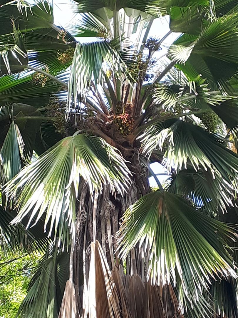 Palm Identification Discussing Palm Trees Worldwide Palmtalk
