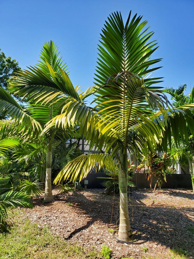 Show off your Kentiopsis Oliviformis - DISCUSSING PALM TREES