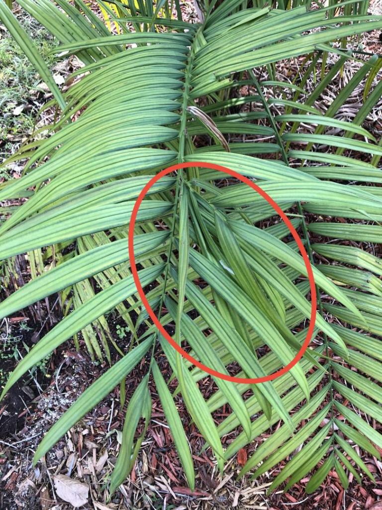 Dypsis pusilla - Frond branching from rachis - DISCUSSING PALM TREES ...