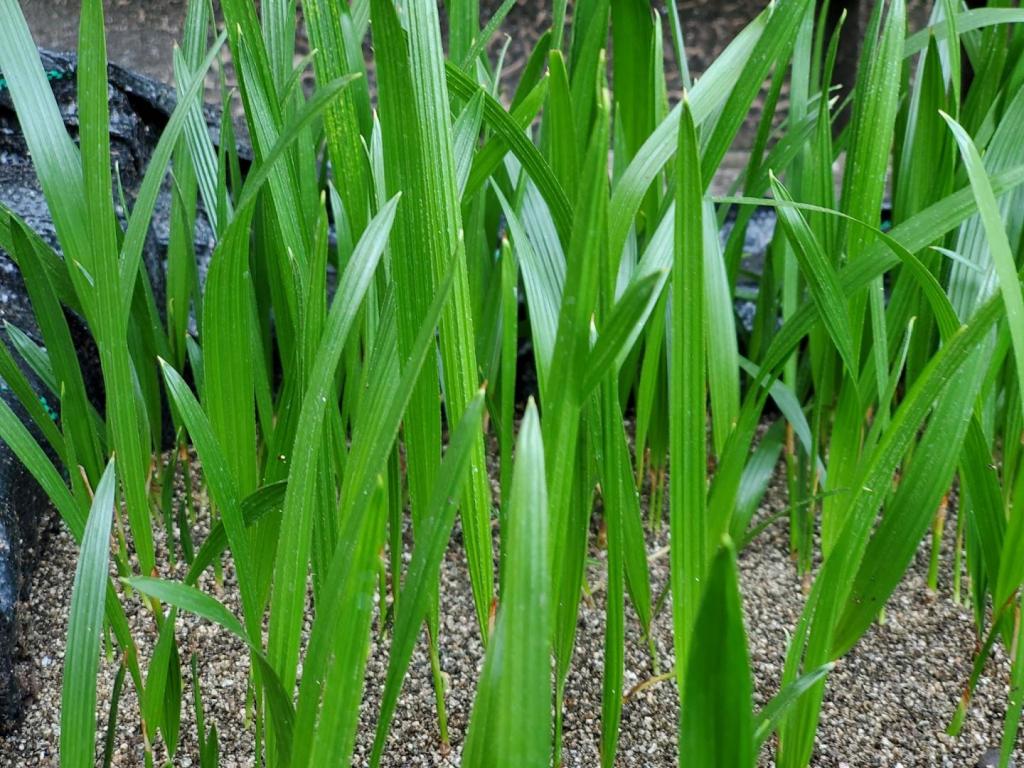 Mule palm seedlings 2.jpg