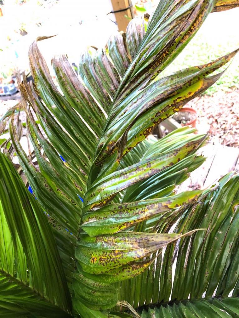 Areca catechu Dwarf with problems - DISCUSSING PALM TREES WORLDWIDE