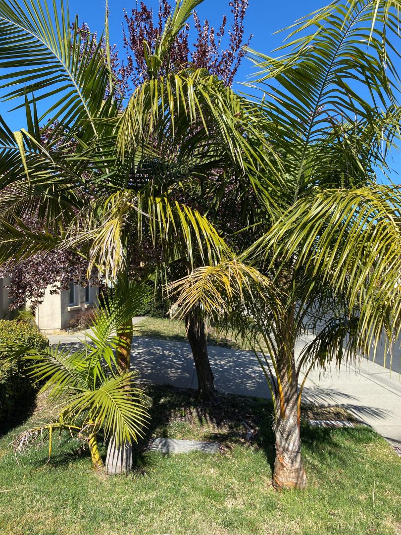 Syagrus schizophylla x romanzoffiana - DISCUSSING PALM TREES WORLDWIDE ...