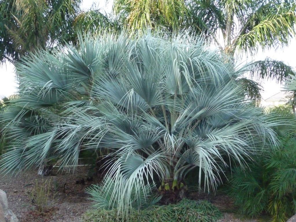 Brahea Armata from seedling to small palm - DISCUSSING PALM TREES ...