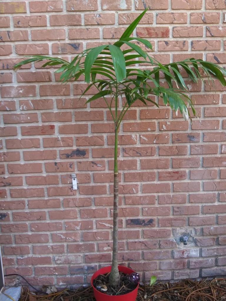 NOID Palm species small 4-20.jpg