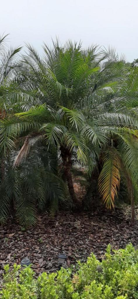 20200425_121240_Pygmy_Date_Palms.jpg