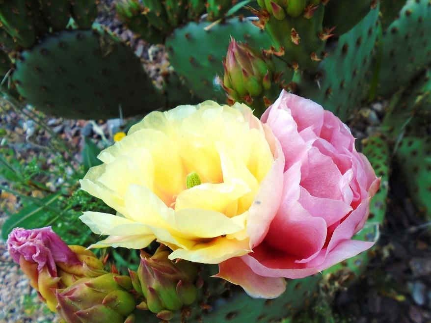 Strawflower Cactus- Don`t Overlook This Beauty - UnusualSeeds