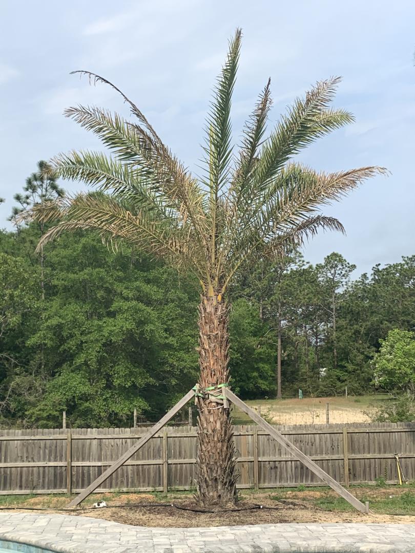 Sylvester Palm not recuperating - DISCUSSING PALM TREES WORLDWIDE