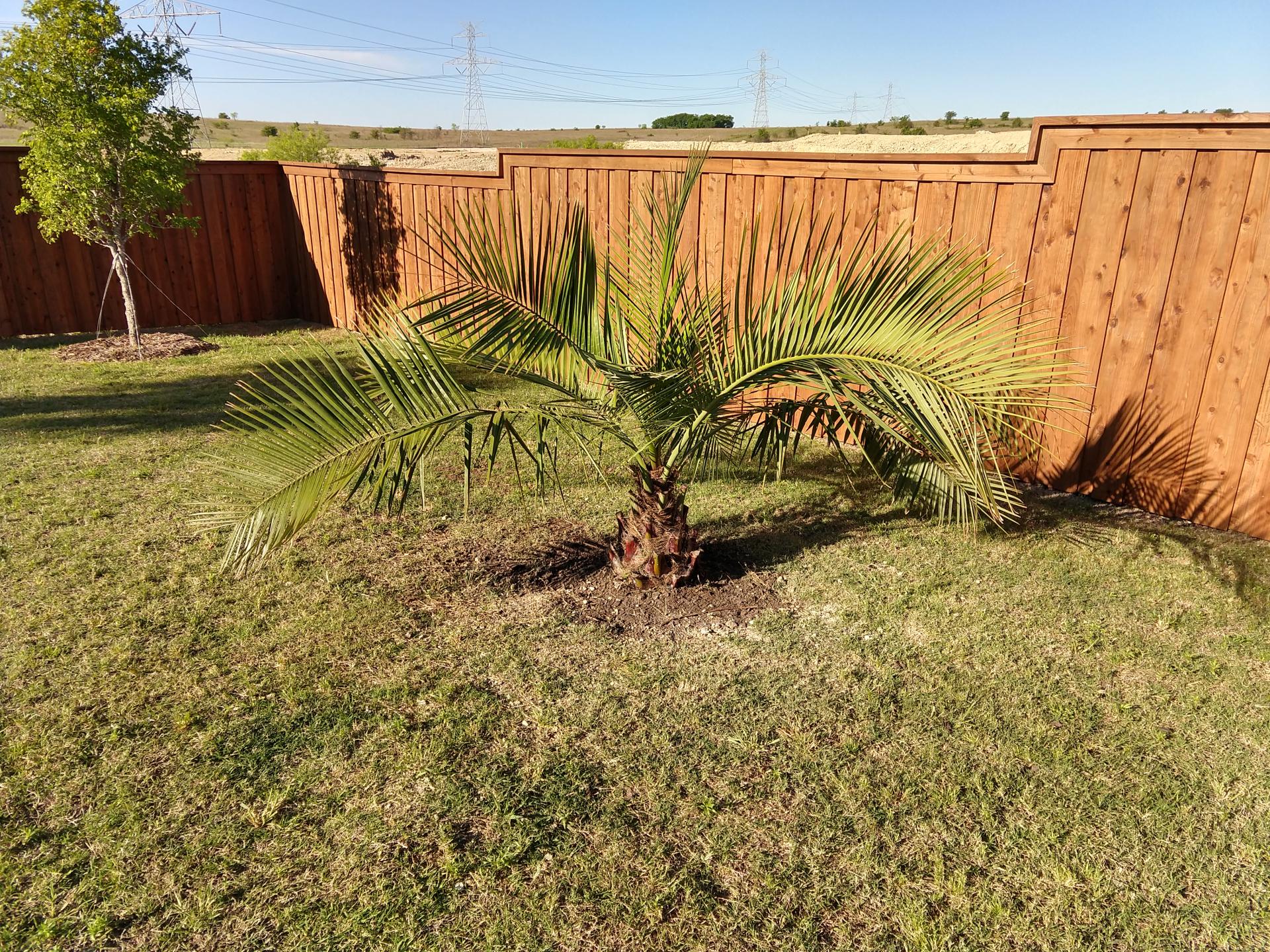 watering-schedule-for-new-palms-cold-hardy-palms-palmtalk