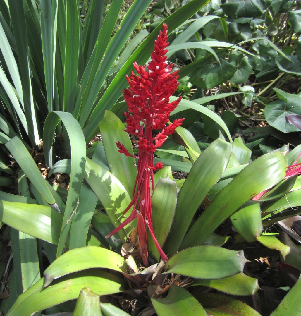 2 bromeliad IDs needed, Billbergia and Aechmea? - TROPICAL LOOKING ...