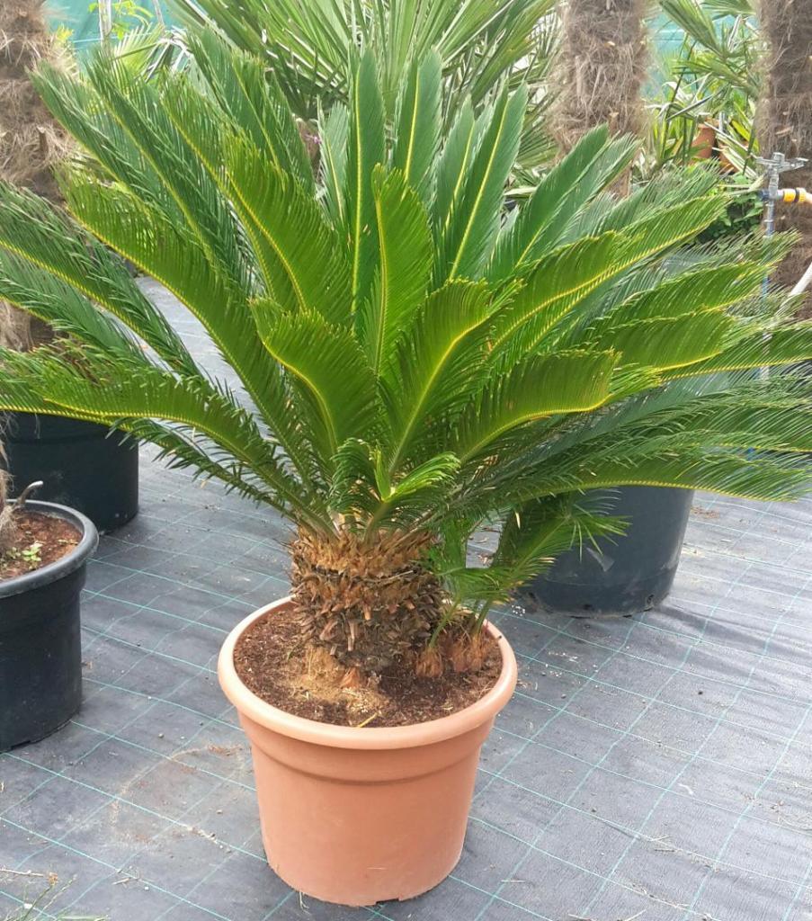 Cycas Revoluta hardiness? - TROPICAL LOOKING PLANTS - Other Than Palms ...