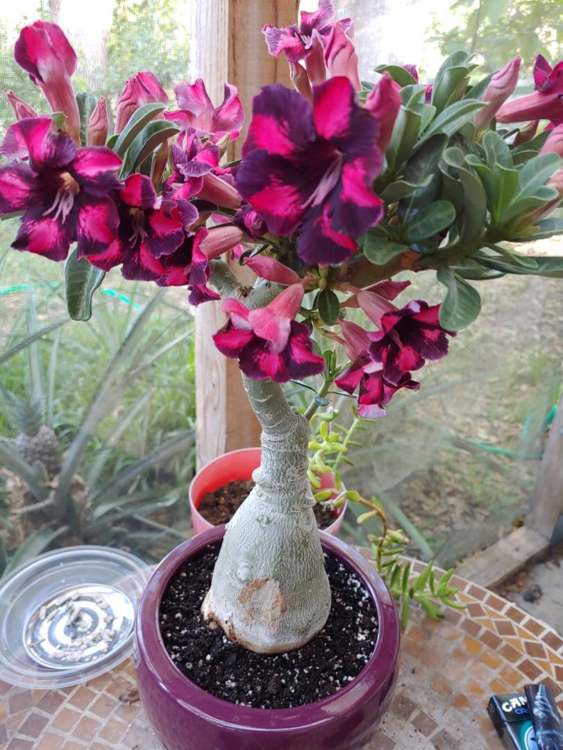 FOCUS : ROSE DU DÉSERT (Adenium - Jardiland Guadeloupe