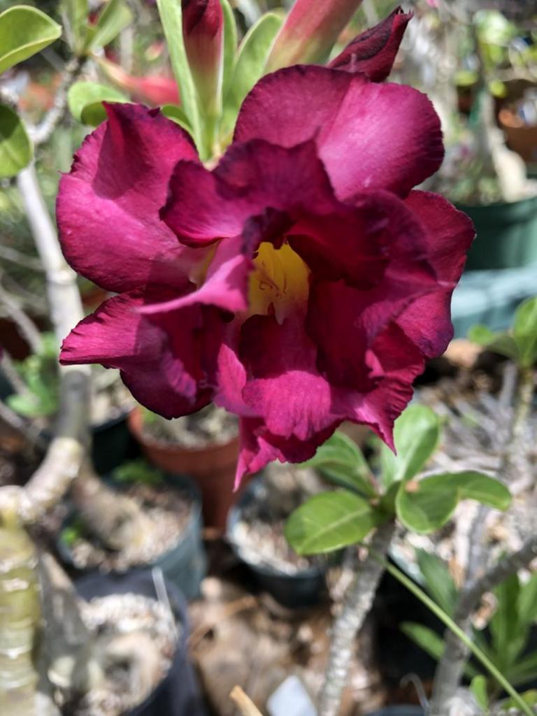 Desert Rose purple w pink 05-09-20.JPG