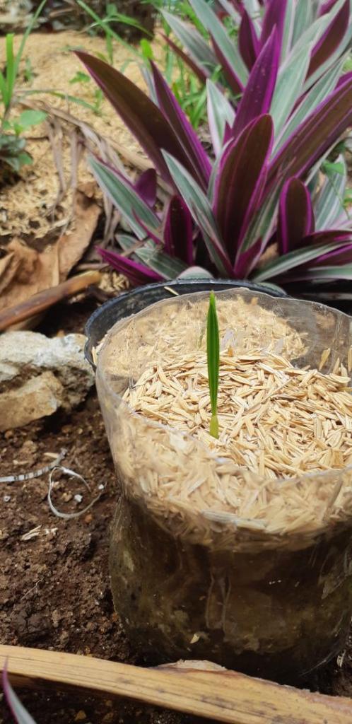 date palm seedling.jpg