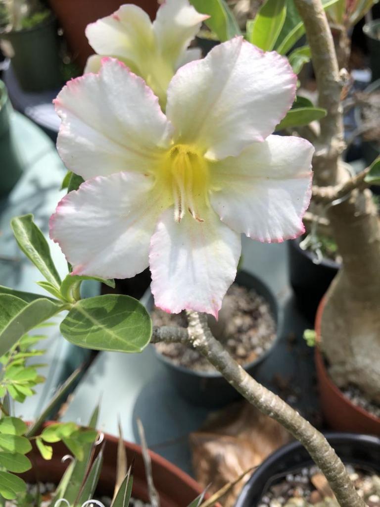 Desert Rose white pink edge 05-09-20.JPG