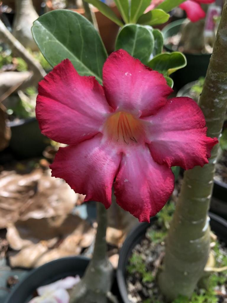 Desert Rose pink n red edge 05-09-20.JPG