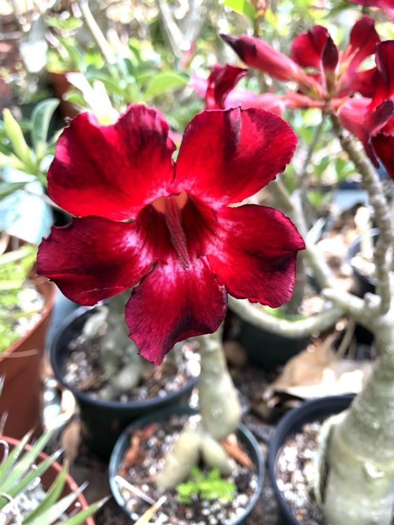 Desert Rose red n dk red 05-09-20.JPG