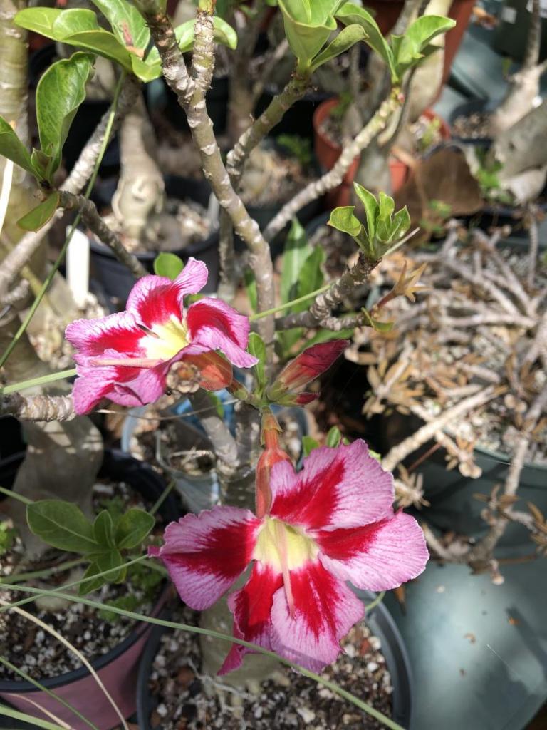 Desert Rose red n pink w yellow throat 05-09-20.JPG