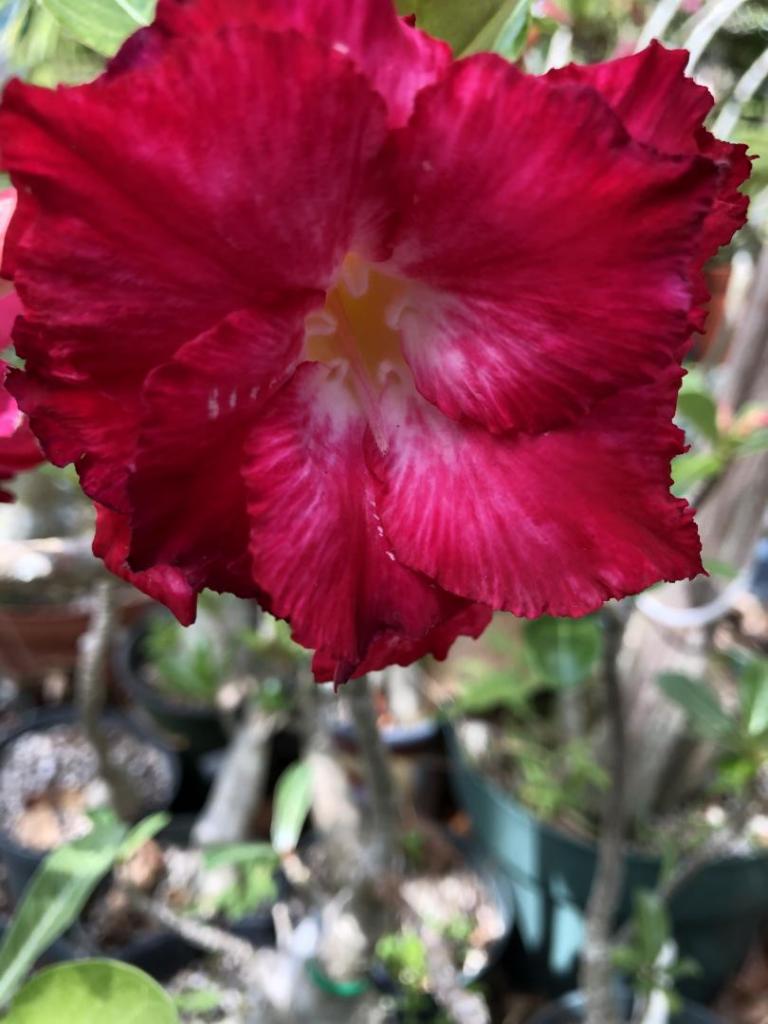 Desert Rose red w pink throat 05-09-20.JPG