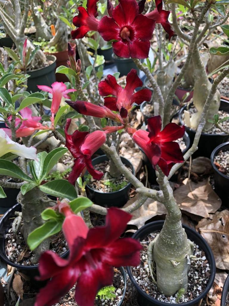 Desert Rose red blooms 05-09-20.JPG