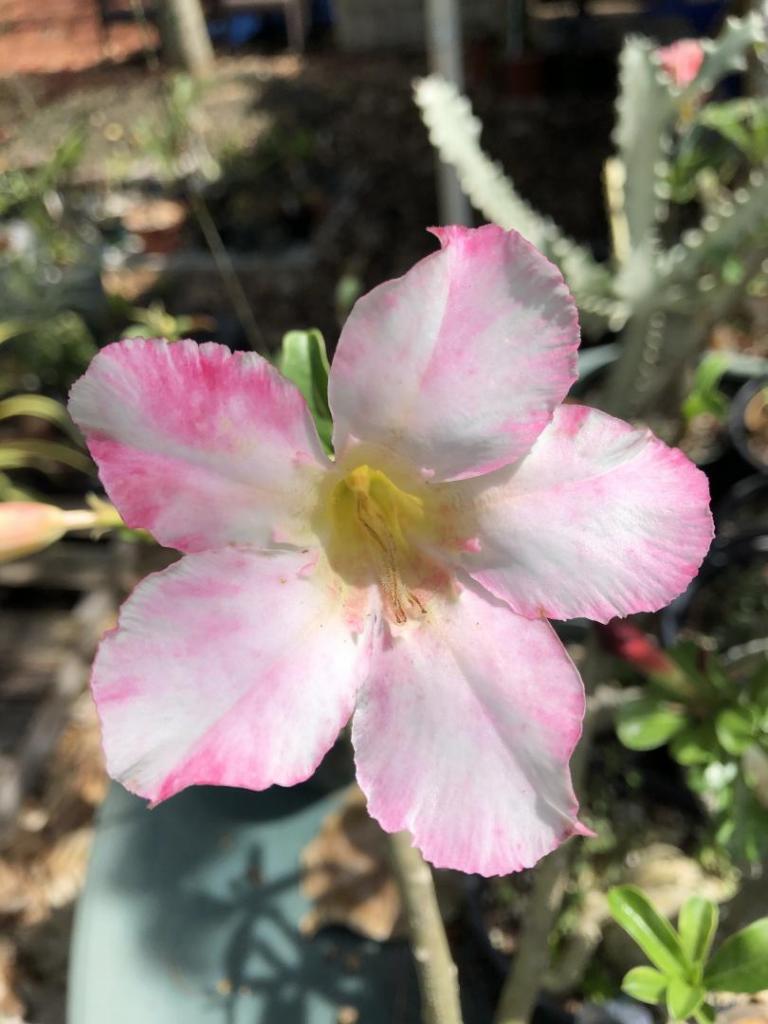 Desert Rose pink w dk pink streaks 06-09-20.JPG