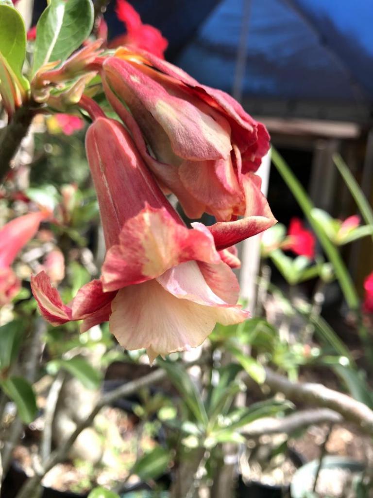 Desert Rose red w yellow 05-09-20.JPG