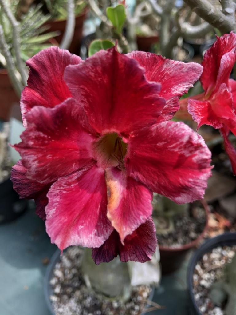 Desert Rose red w pink edges 05-09-20.JPG