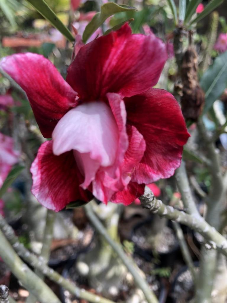 Desert Rose Red n pink 05-09-20.JPG