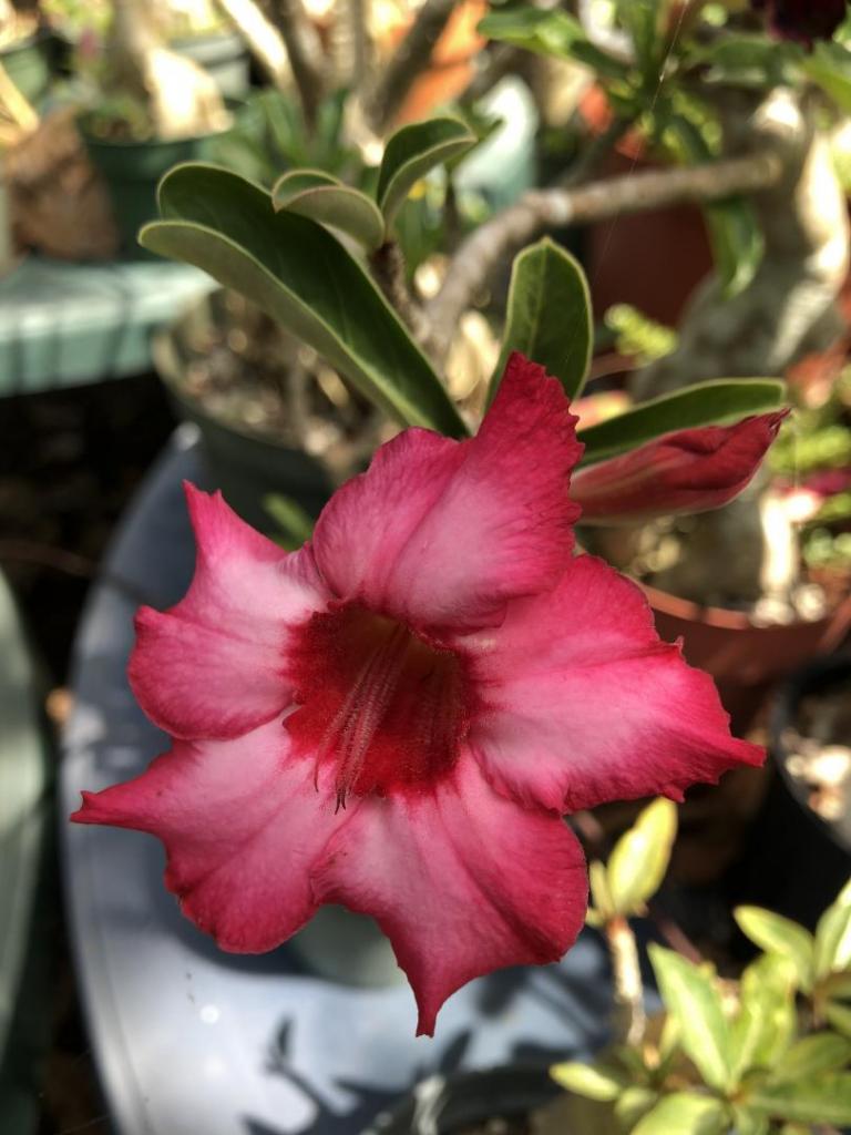 Desert Rose pink w red throat 05-09-20.JPG