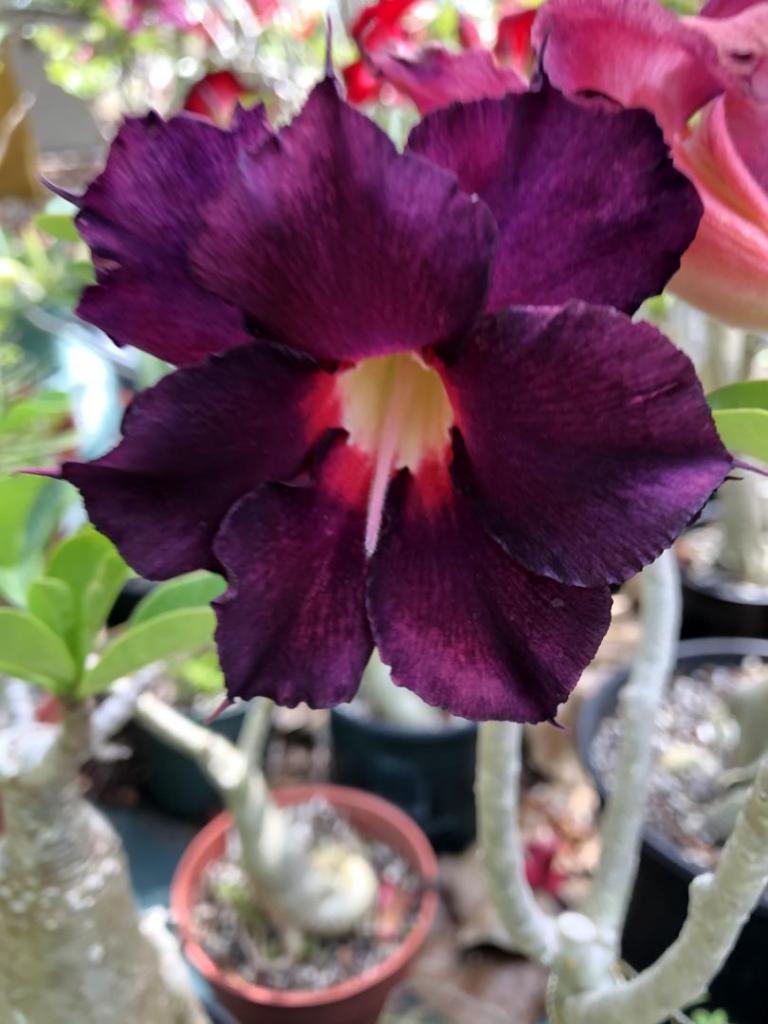 Desert Rose purple w red 05-09-20.JPG