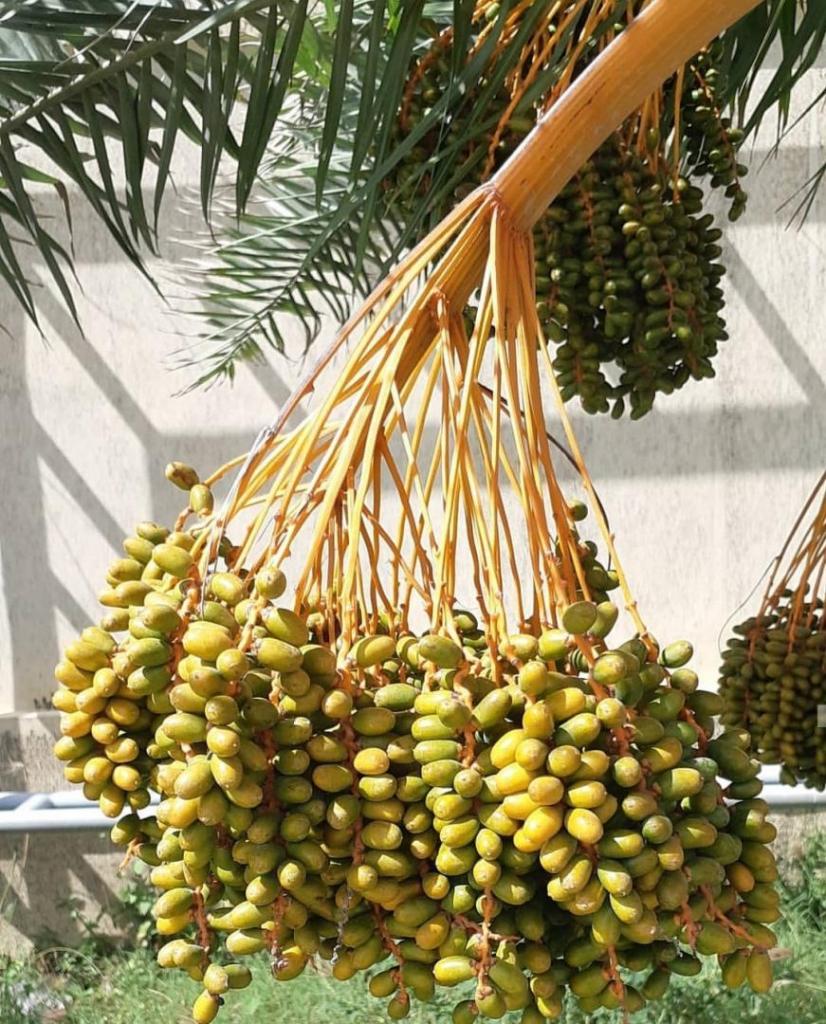 date palm adult 2.jpg