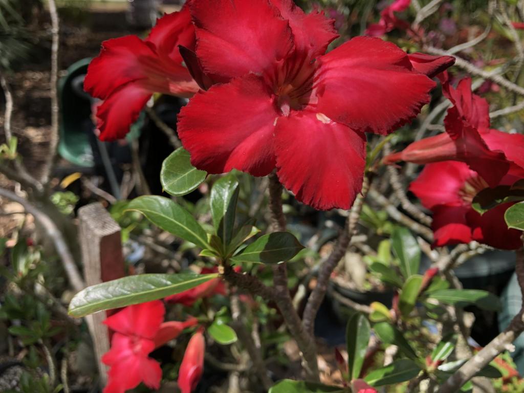 Desert Rose red cluster 05-09-20.JPG