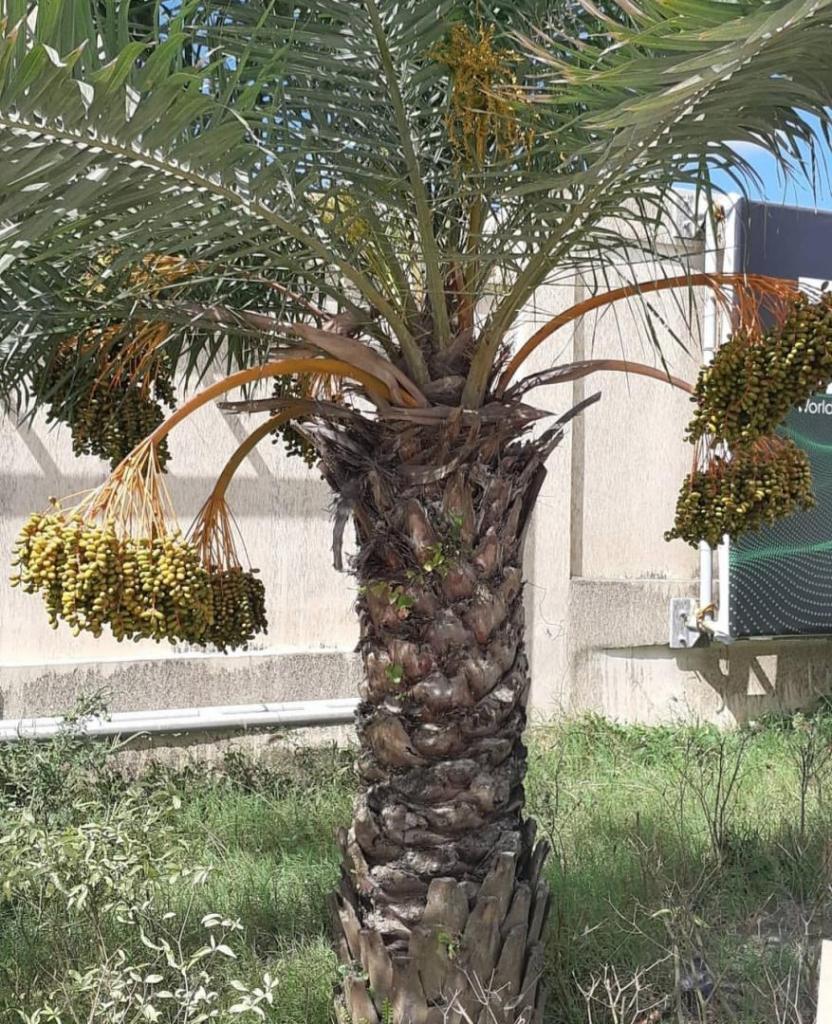 date palm adult.jpg