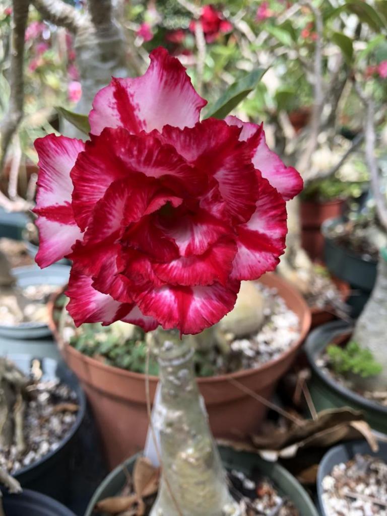 Desert Rose red n pink double 05-09-20.JPG