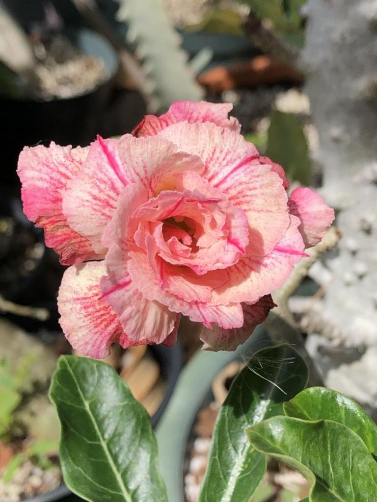 Desert Rose peach n pink 01 05-09-20.JPG