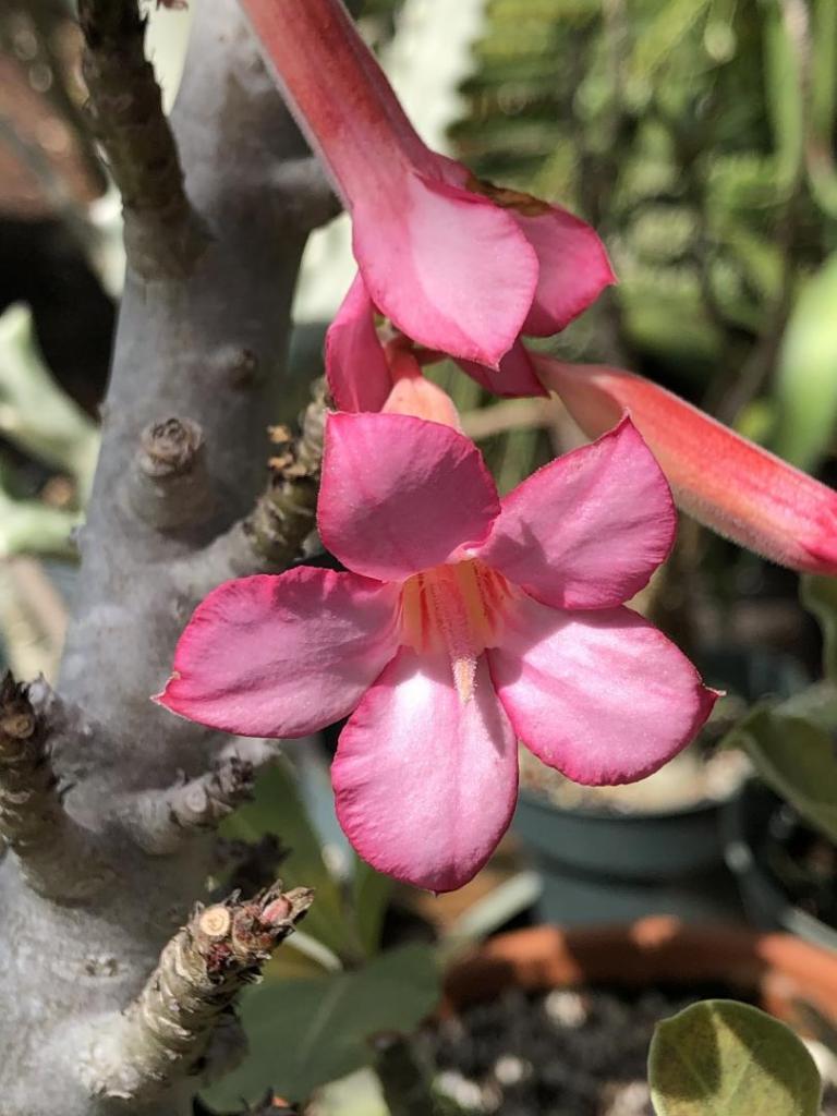 Desert Rose pink w dk pink edges 05-09-20.JPG